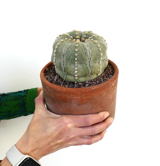 Astrophytum asterias succulent cactus with rounded shape and white dotted pattern in terracotta pot