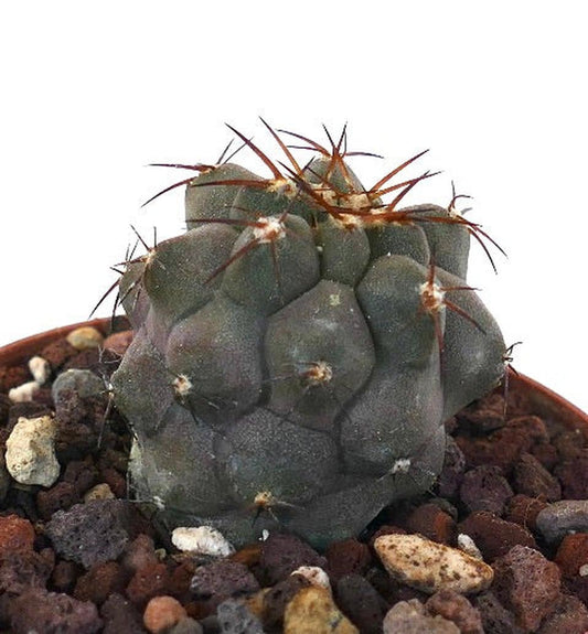 Copiapoa cinerea succulent cactus with thick gray body and prominent brown spines in pot