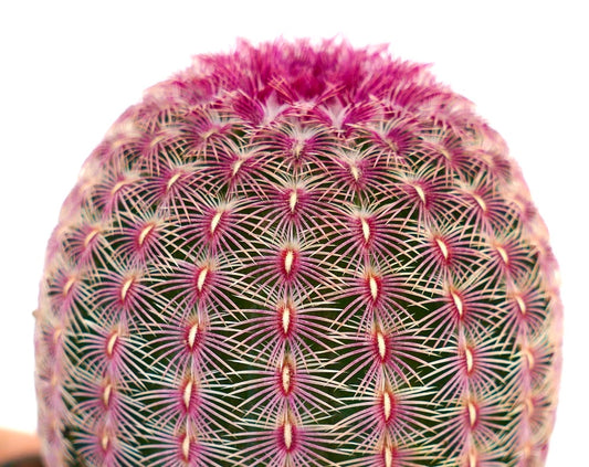 Echinocereus rigidissimus subs. rubispinus vibrant green cactus with dense pinkish spines and radial patterns