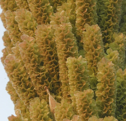 Dasylirion cedrosanum 40-60cm