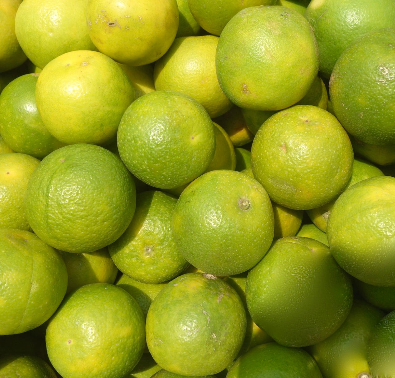Citrus aurantiifolia var. limetta fresh green citrus fruits with textured skin close-up