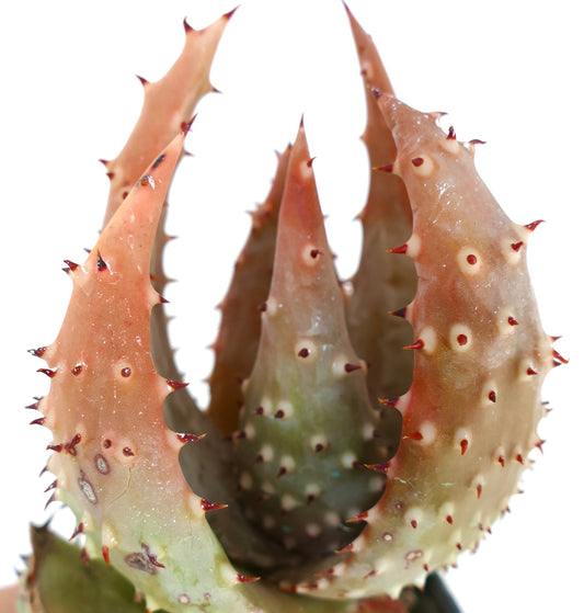 Aloe aculeata var. crousiana 10-15cm