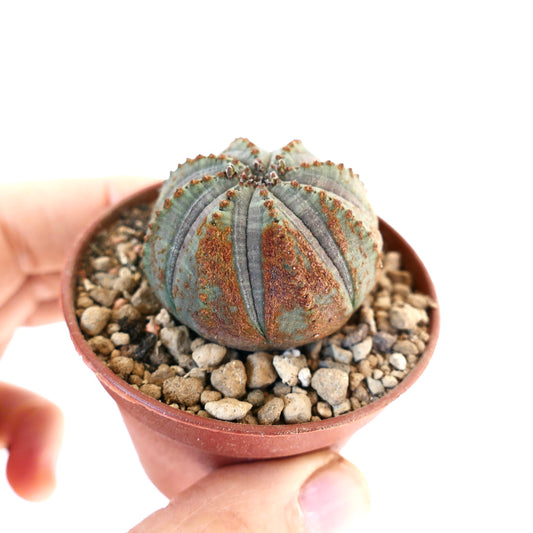 Succulenta Euphorbia obesa dalla forma rotonda e distintive macchie marroni sulle coste in vaso piccolo