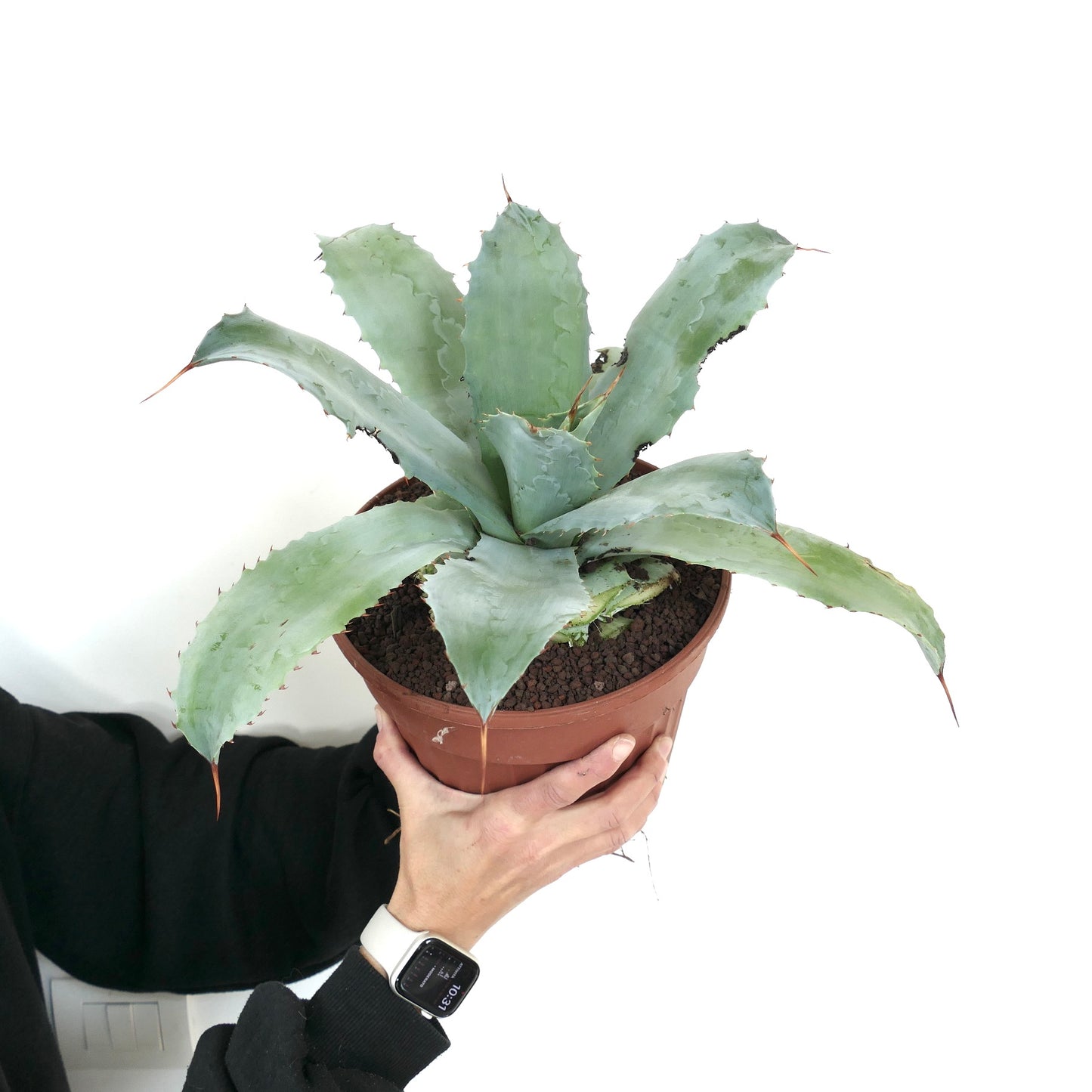 Agave ovatifolia X albescens succulent avec de larges feuilles bleu-vert et des épines rouges acérées