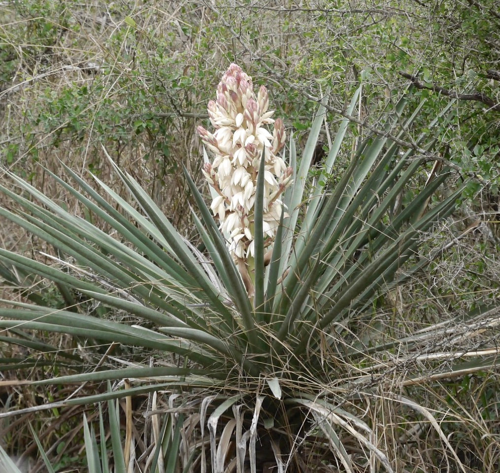 Yucca treculeana spiky green leaves with tall white and pink flowering stalk in natural habitat