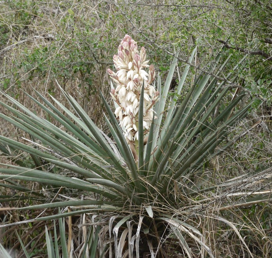 Yucca treculeana 15-20cm