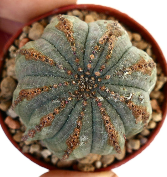 Euphorbia obesa succulent cactus with ribbed structure and brown textured lines