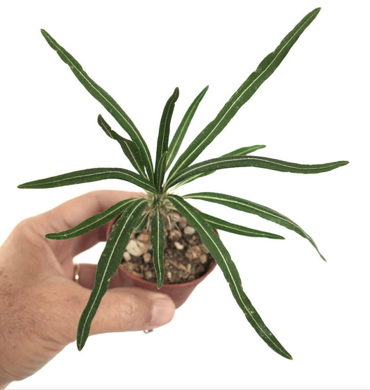 Pachypodium geayi slender succulent with elongated green leaves and white veins
