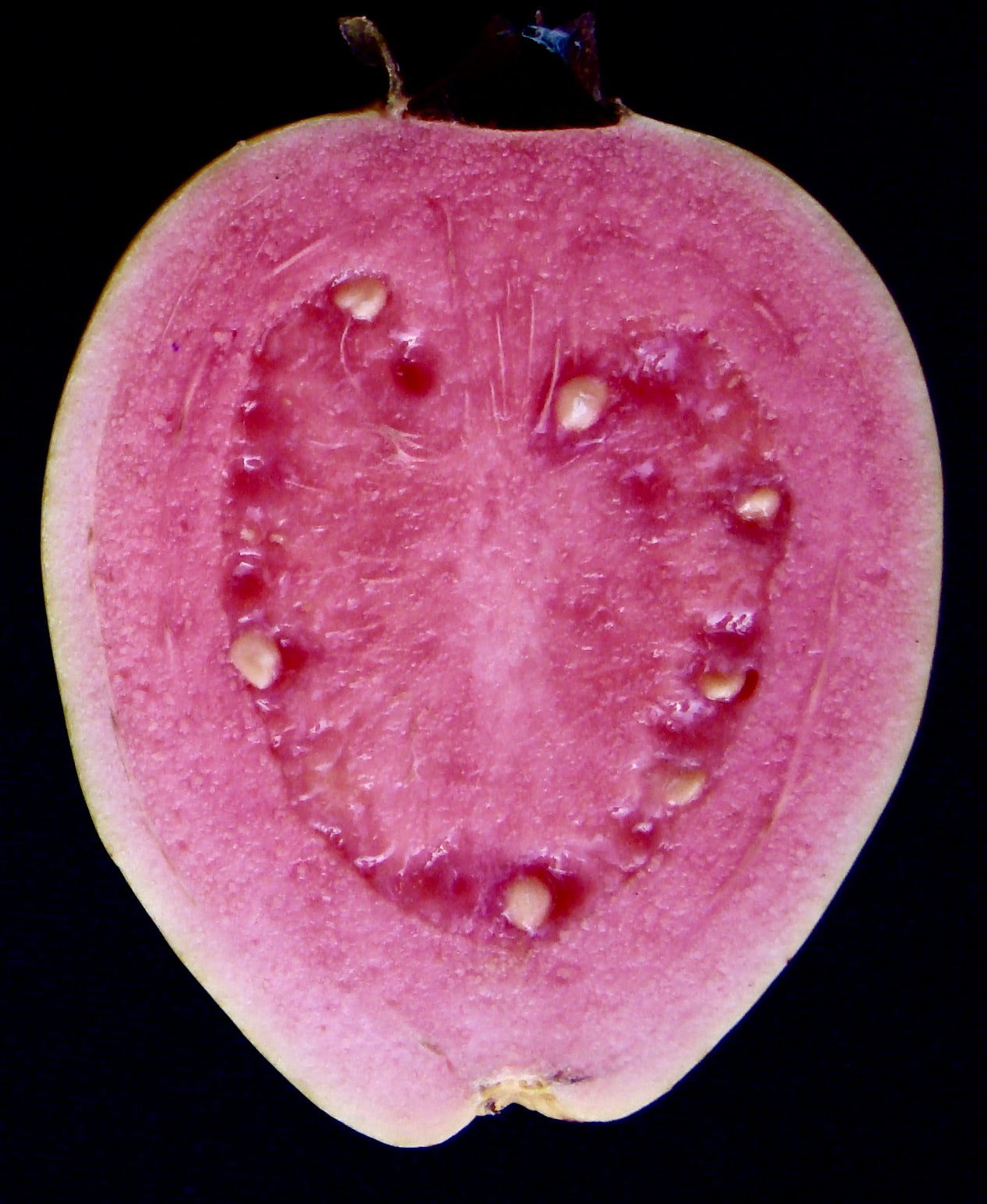 Psidium guajava cv PINK PANTHER fruit de goyave rose mûre, coupe transversale avec graines et texture juteuse