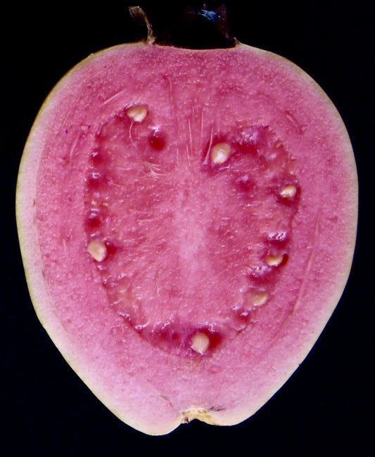 Psidium guajava cv PINK PANTHER (pink fruits) 60-80cm