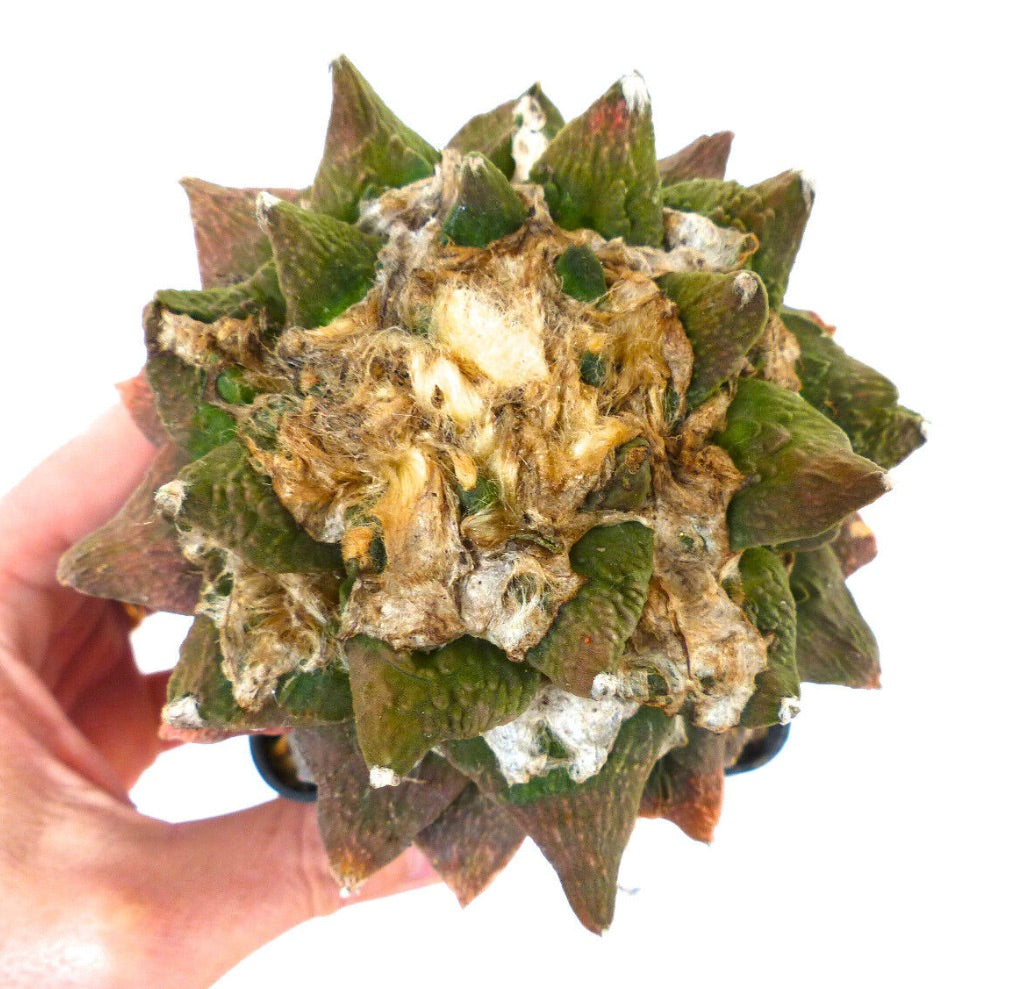 Ariocarpus retusus x fissuratus rare succulent cactus with textured green and brown tubercles