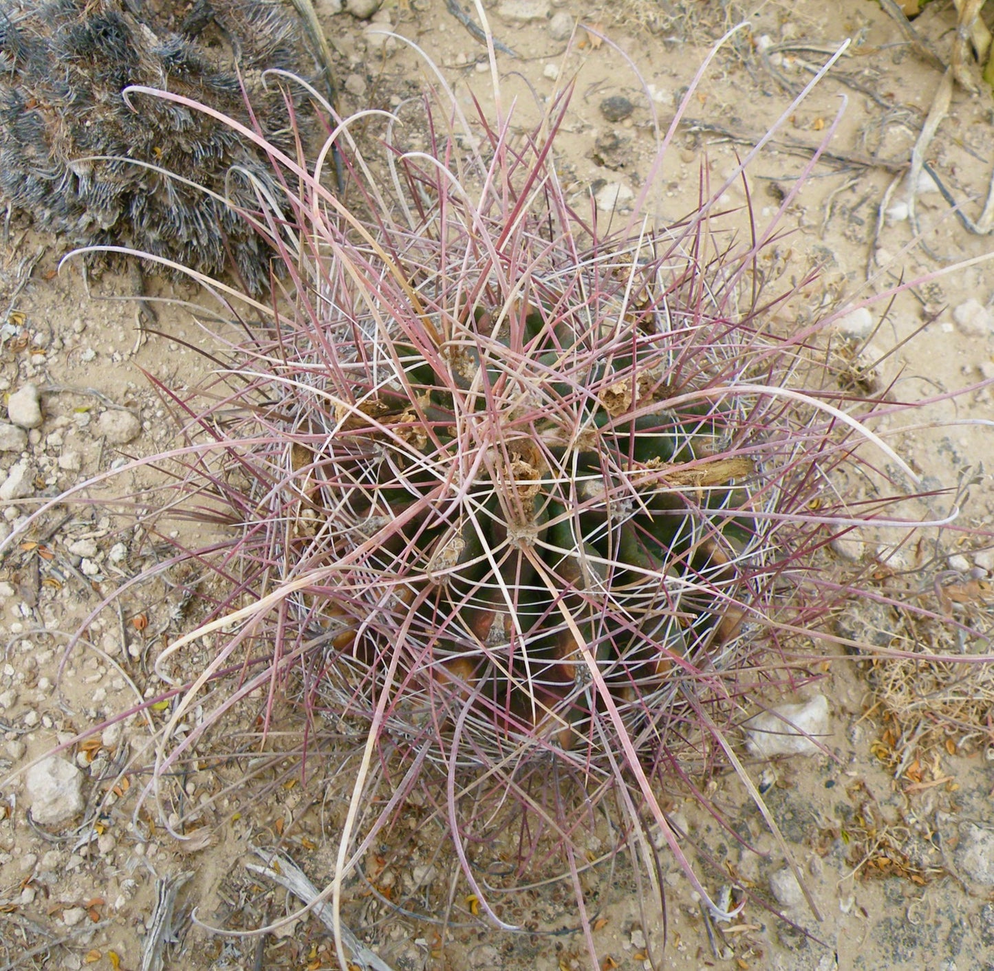 Ferocactus hamatacanthus cactus con largas espinas rosadas curvadas sobre suelo desértico