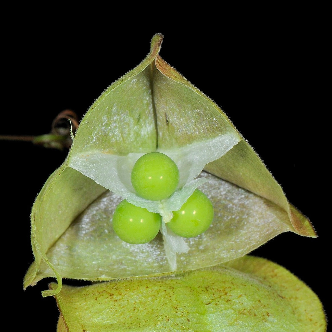Sementeira verde de Cardiospermum halicacabum com três sementes brilhantes e casca exterior triangular e peluda