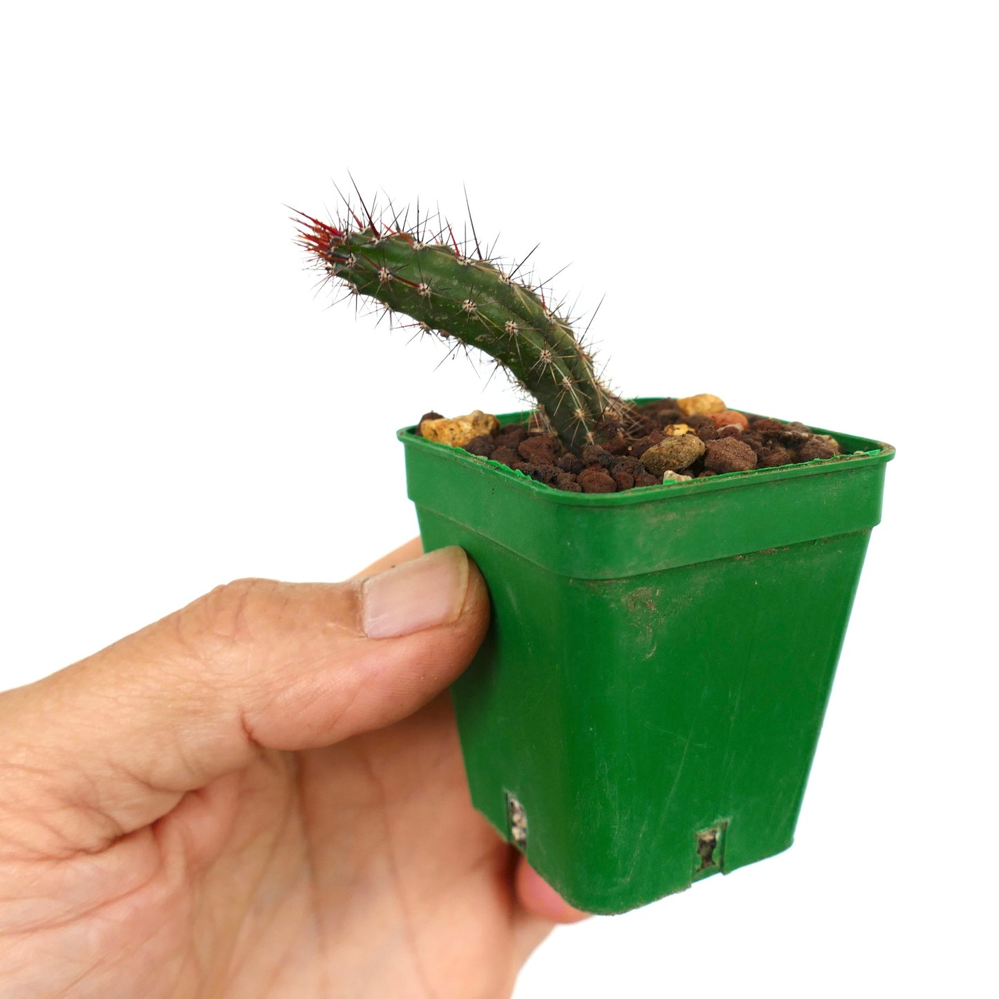 ラズブニア・アラモセンス 小型の曲がった多肉サボテン 赤いトゲがあり、緑色の鉢に入っています