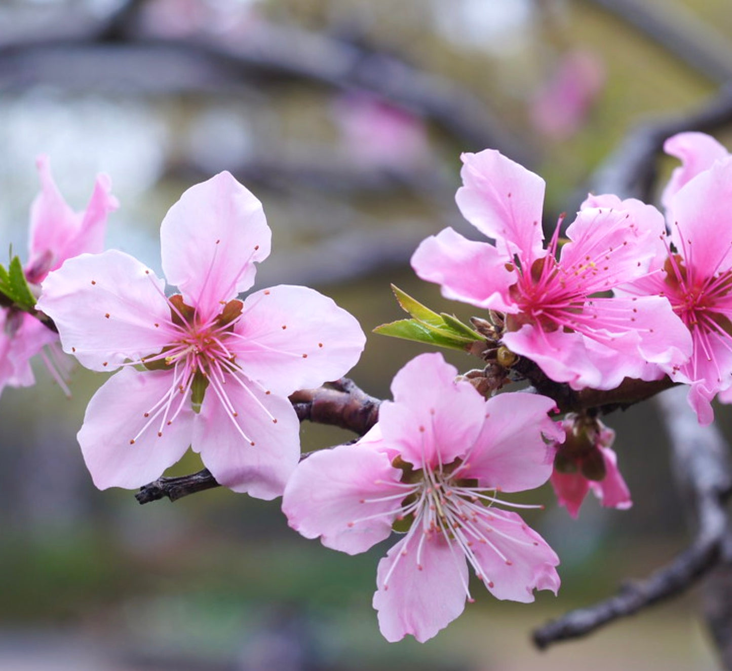 Prunus amygdalus delicate pink blossoms with slender stamens on woody branches