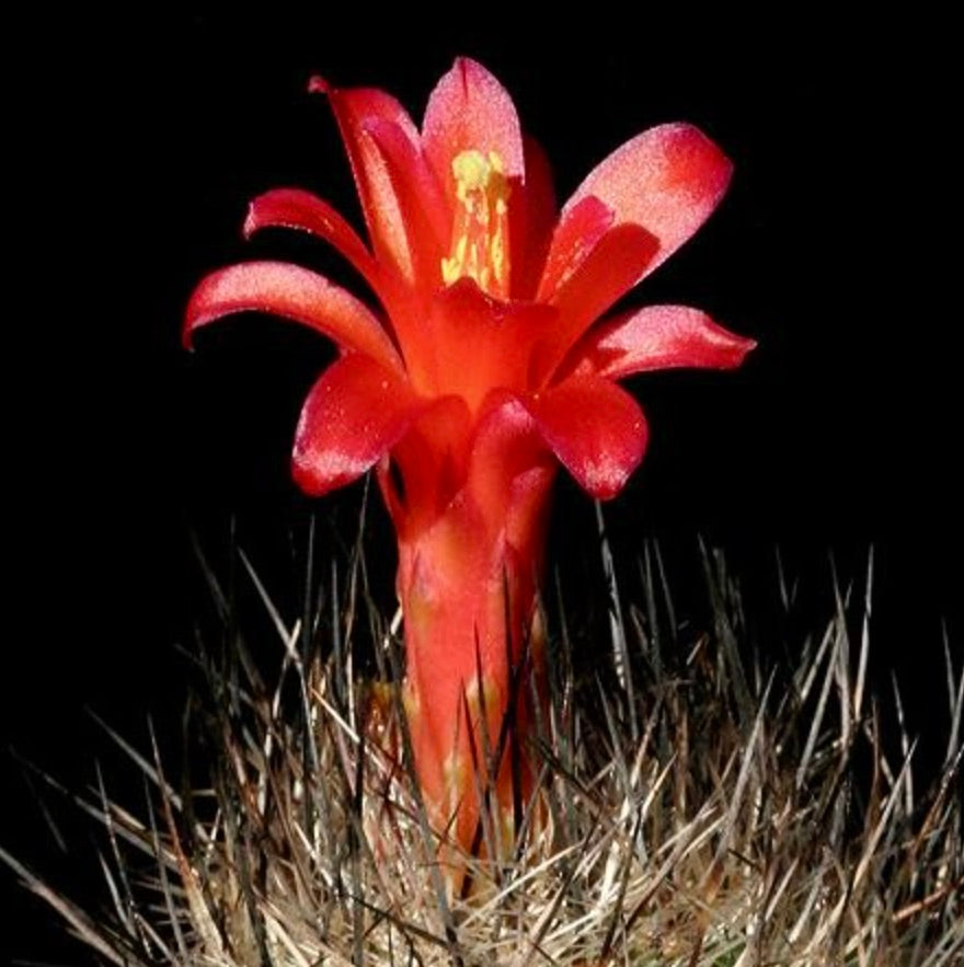 Matucana elongata cactus with vibrant red tubular flower and dense spines