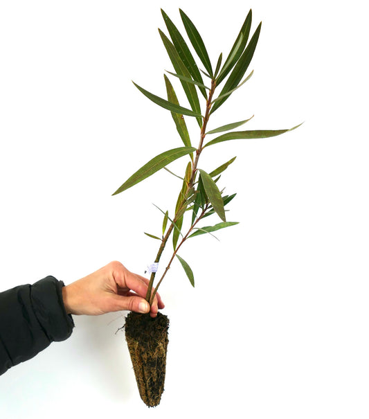 Nerium oleander cv "LOREDANA" DARK PINK young slender stem with elongated green leaves and root ball