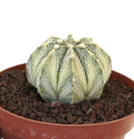 Astrophytum asterias X myriostigma rare variegated succulent cactus with white speckled pattern