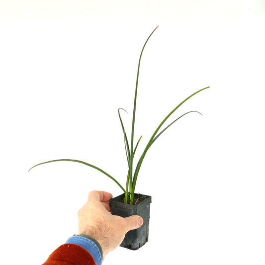 Hesperaloe parviflora slender green leaves with thin, arching growth in small pot