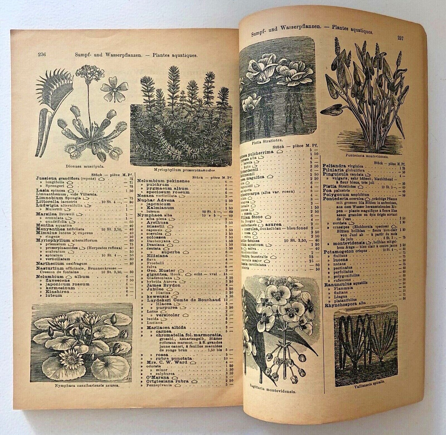 No botanical name present in the title to extract for alt text creation.