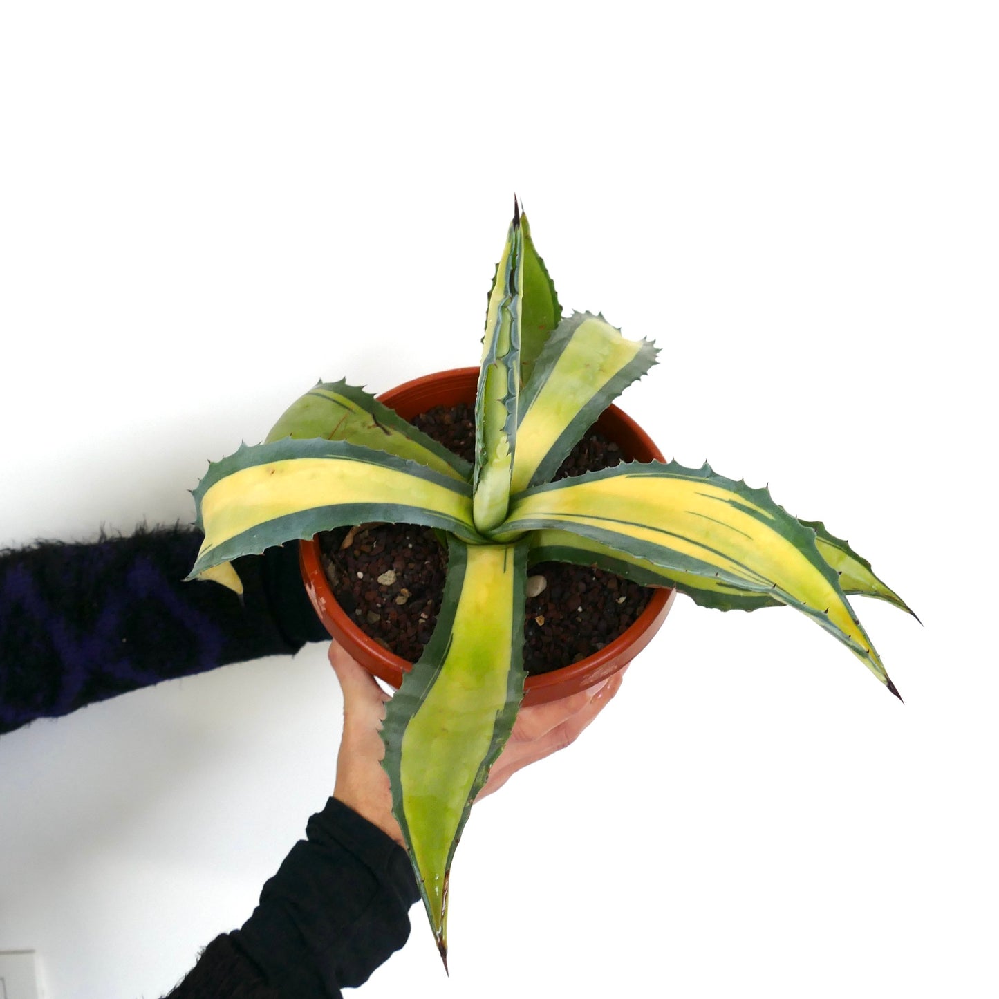 Agave americana MEDIOPICTA YELLOW VARIEGATED F5L