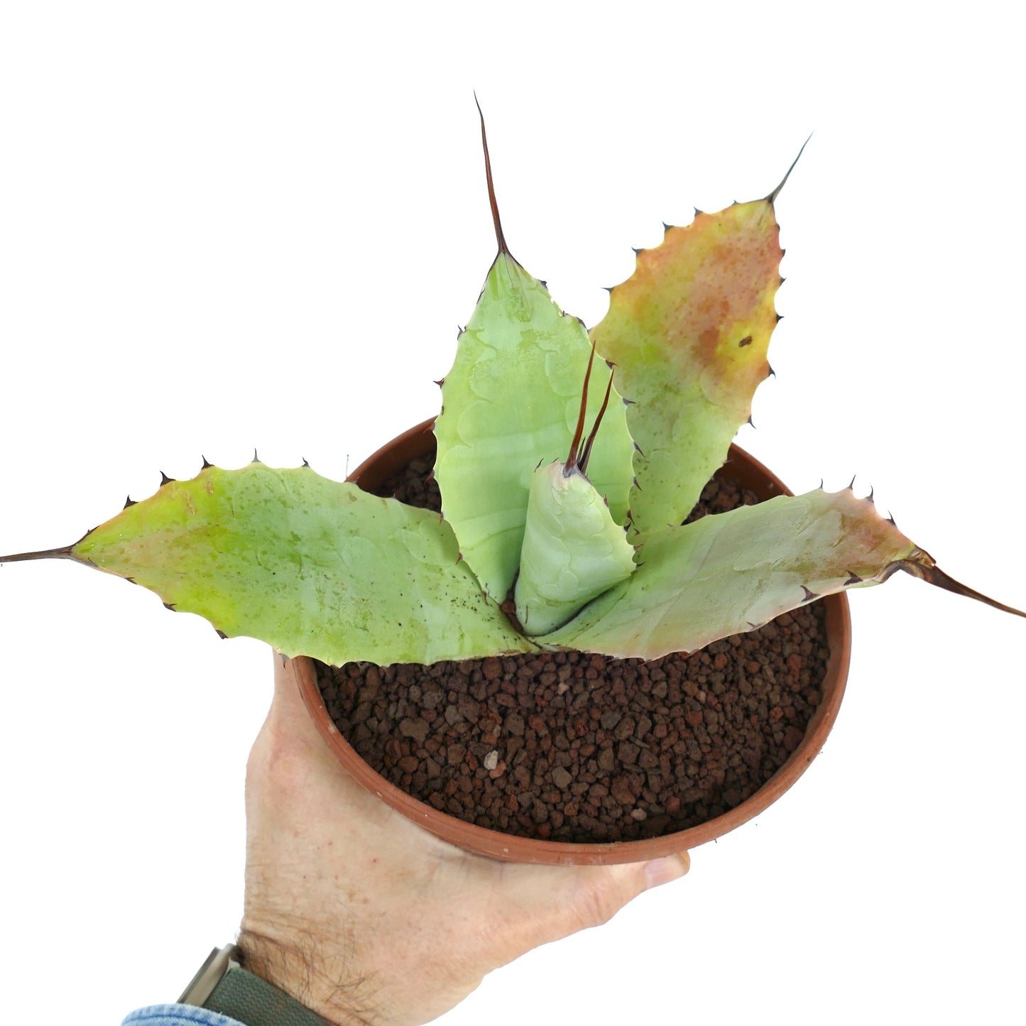 Agave parryi X Agave ovatifolia, succulent à larges feuilles vertes et épines brunes acérées