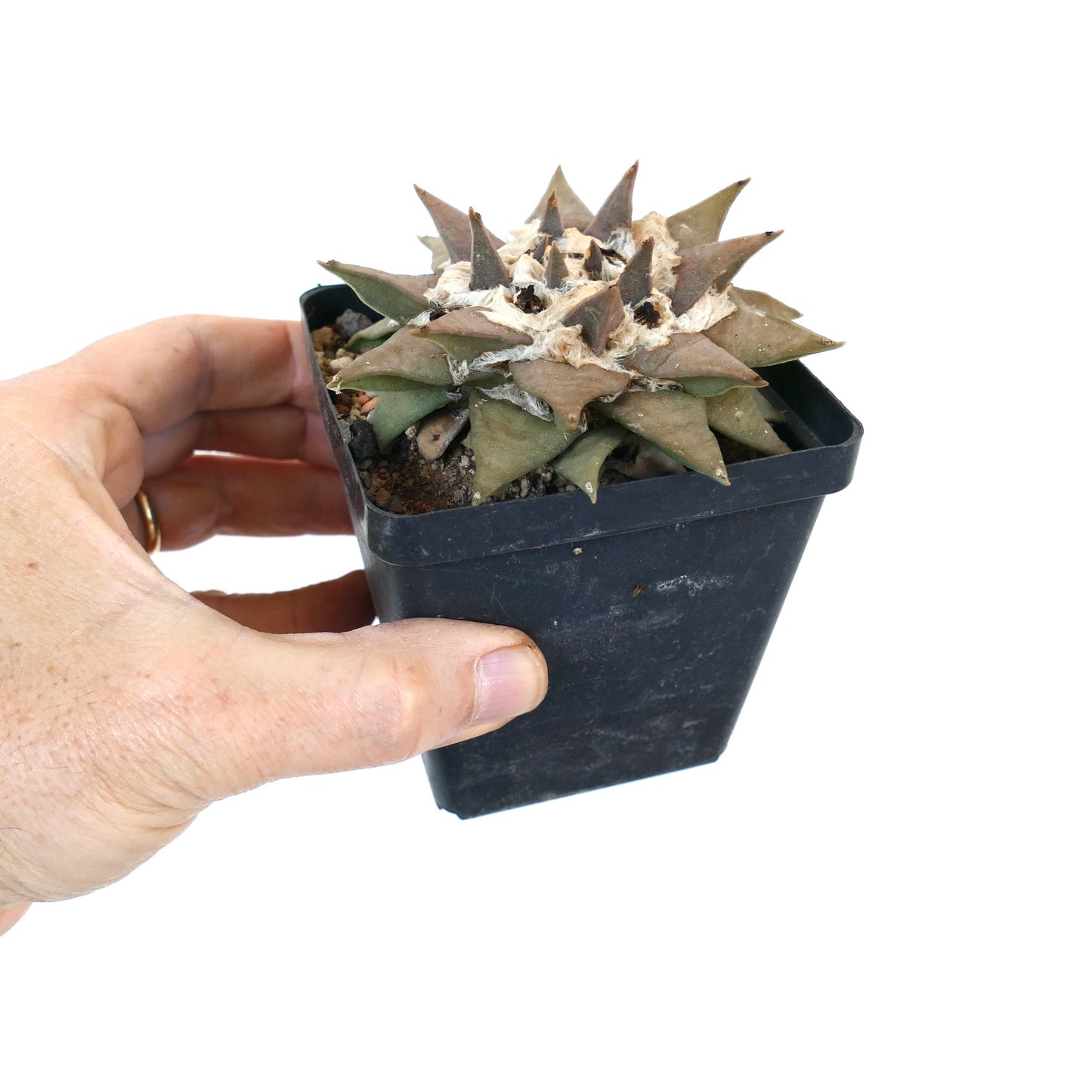 Ariocarpus retusus cactus succulent avec tubercules triangulaires et centre laineux en pot noir