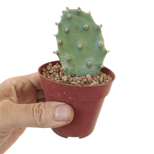 Opuntia sp. 'BAKAMI' succulent cactus with small rounded pads and short spines in pot