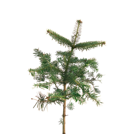 Abies nordmanniana young conifer with dense green needles and upright branches