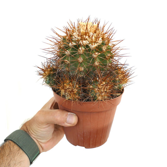 Copiapoa superba green cactus with dense long brown spines in small terracotta pot