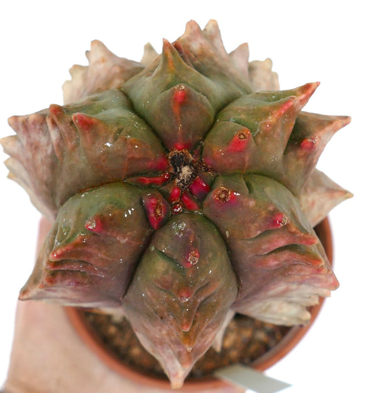 Astrophytum myriostigma monstruosus suculenta rara con cactus que presenta tubérculos únicos con tintes rojos y textura suave
