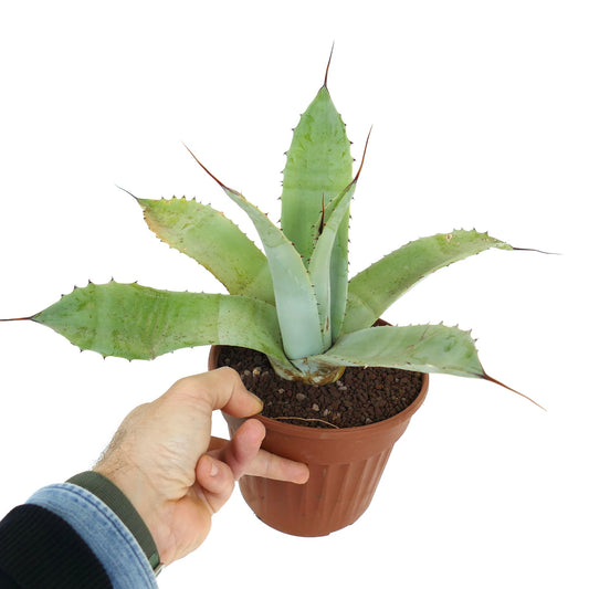 Agave f3 HYBRID succulent with thick blue-green leaves and sharp brown spines in pot