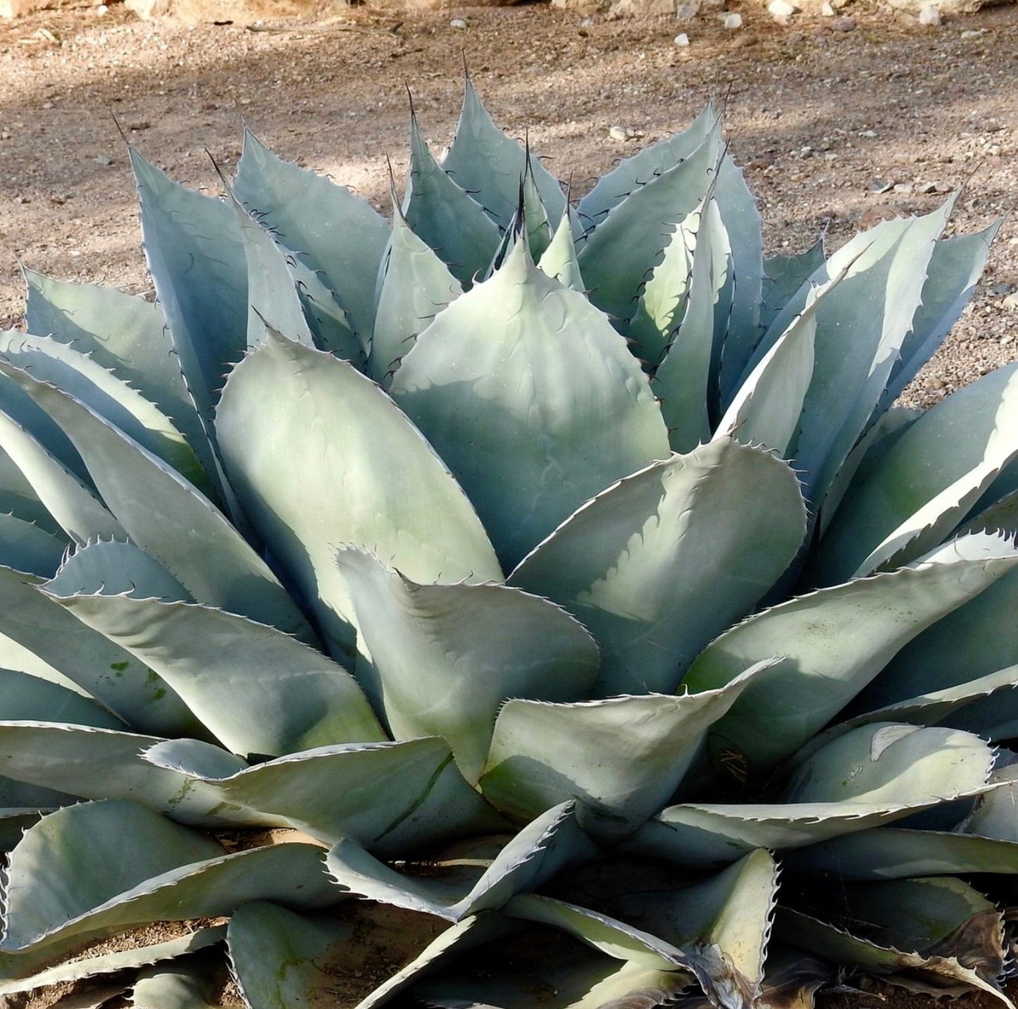 Agave ovatifolia Sukkulente mit breiten blau-grauen Blättern und scharfen Stacheln entlang der Ränder