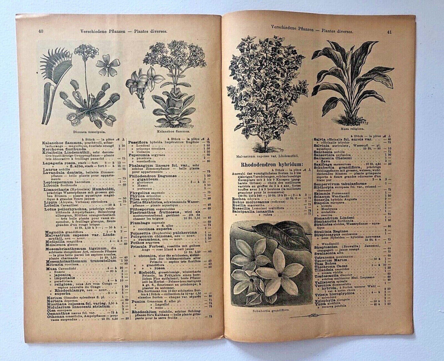 Malvastrum capense var. Lindemuthii arbusto a fioritura densa con piccole foglie raggruppate e fiori