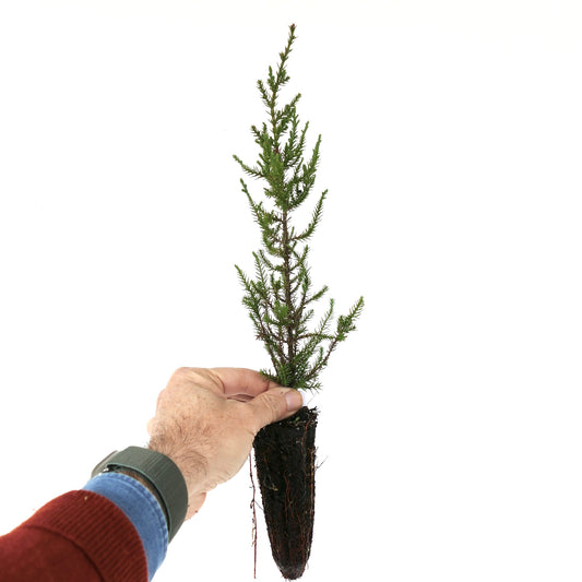 Jeune conifère élancé Juniperus phoenicea avec feuillage vert en aiguilles et racines visibles