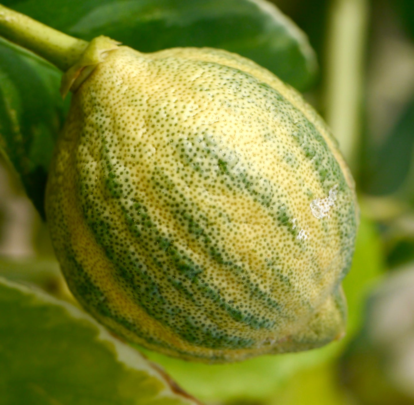 Citrus aurantium variegated fruit with yellow and green speckled skin on leafy branch