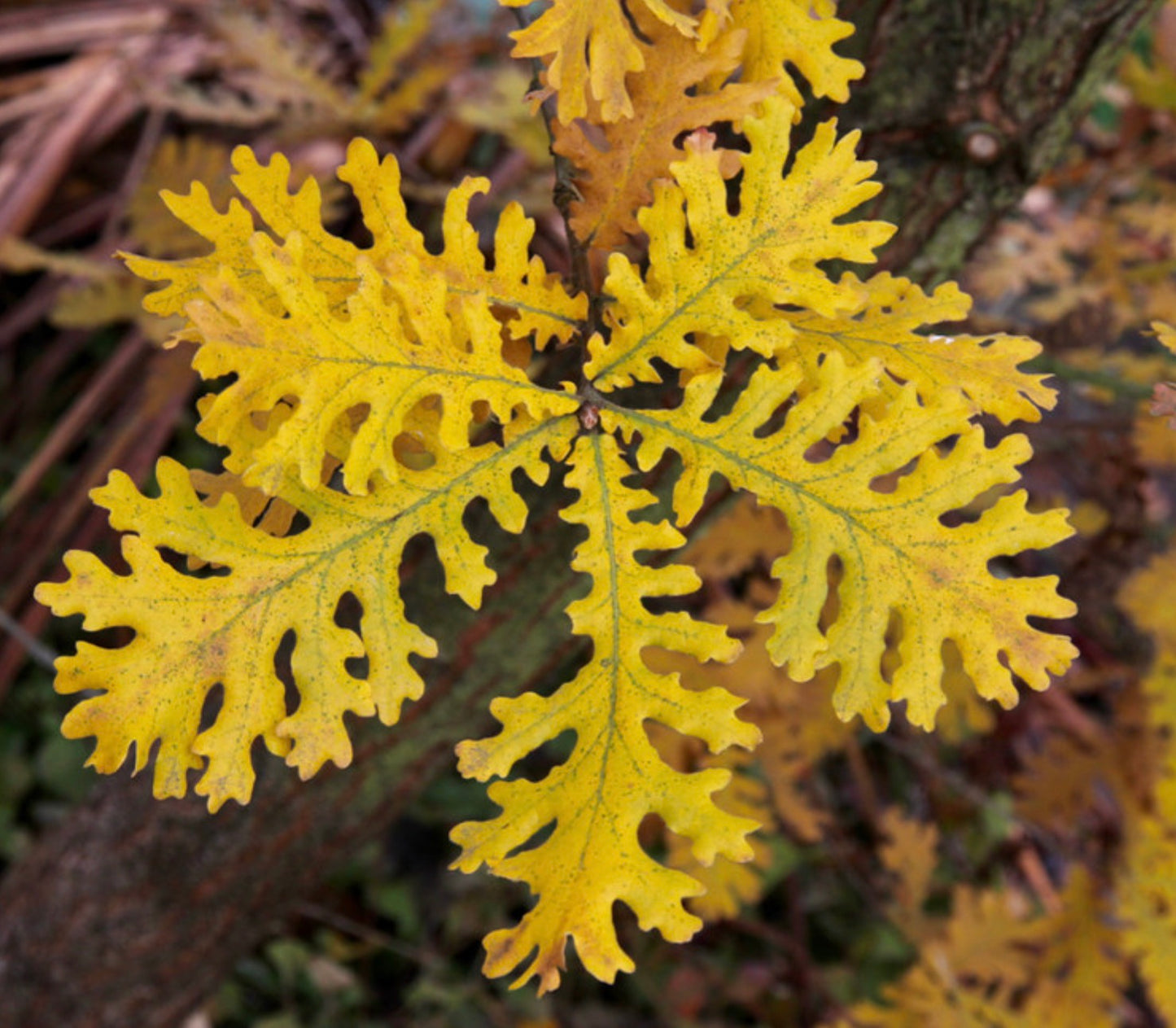 Foglie autunnali lobate di un giallo vibrante di Quercus frainetto su sfondo di corteccia strutturata