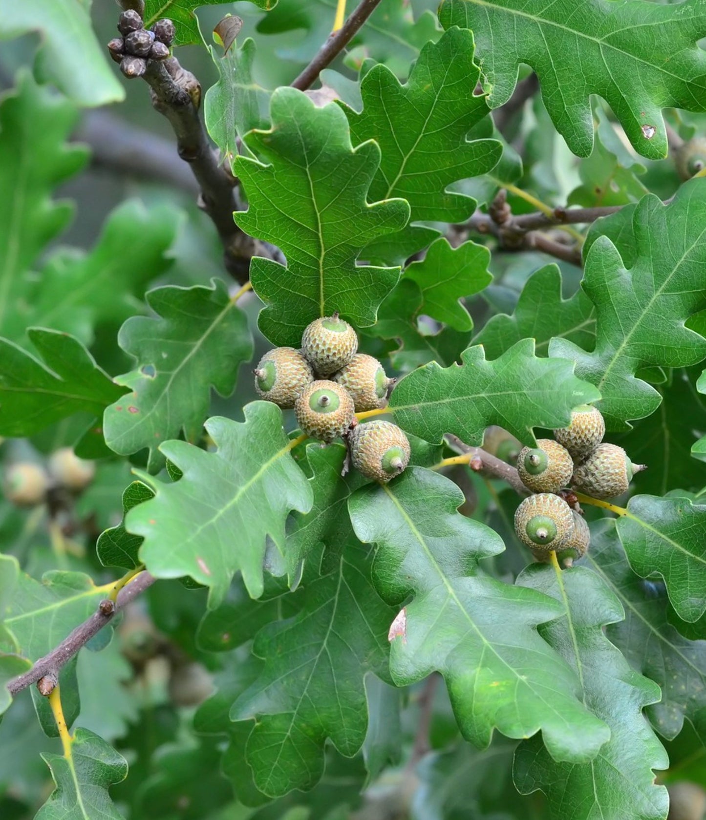 Quercus petraea green lobed leaves with clusters of acorns on branches