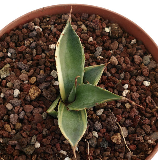 Agave asperrima con foglie variegate spesse e spine rosse appuntite su terreno roccioso
