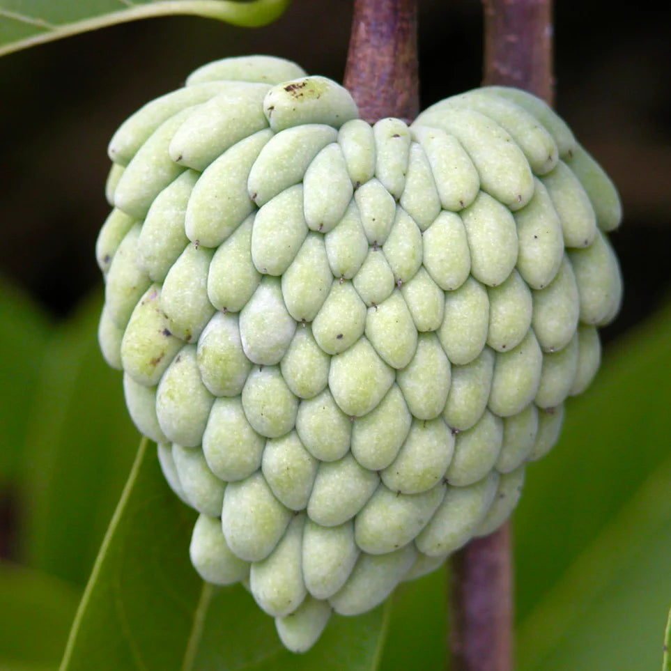 Annona cherimola green heart-shaped fruit with scaly textured surface and thick stem