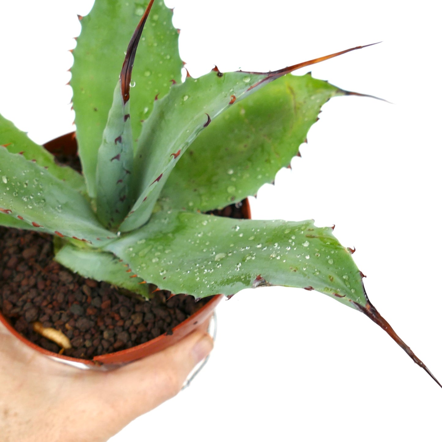 Agave f3 HYBRID (americana x bovicornuta x eborispina) succulent with broad green leaves and sharp brown spines