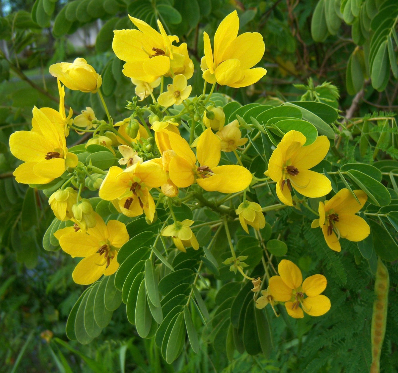 Cassia glauca leuchtend gelbe Blüten mit üppigen grünen gefiederten Blättern Nahaufnahme