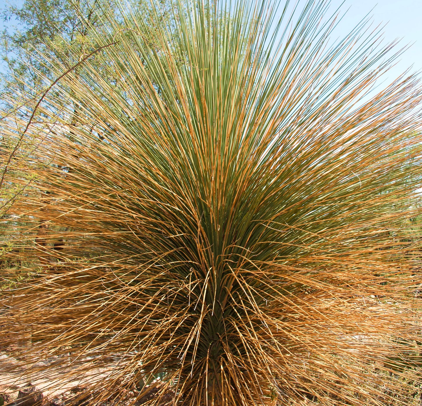 Dasylirion longissimum stachelige Wüstenpflanze mit langen, dünnen grünen und braunen Blättern