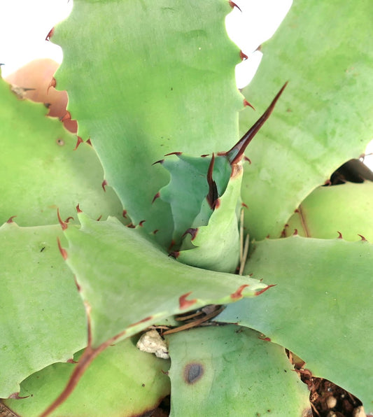 Agave bovicornuta X Agave parryi succulent with broad green leaves and prominent reddish spines