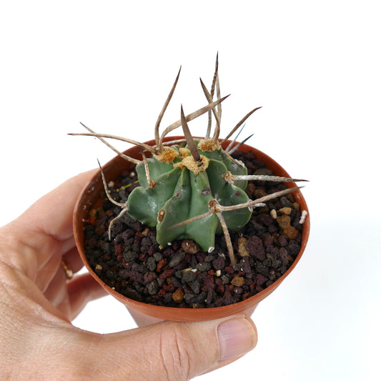 Astrophytum capricorne cv BUFFALO small green cactus with long brown spines in pot