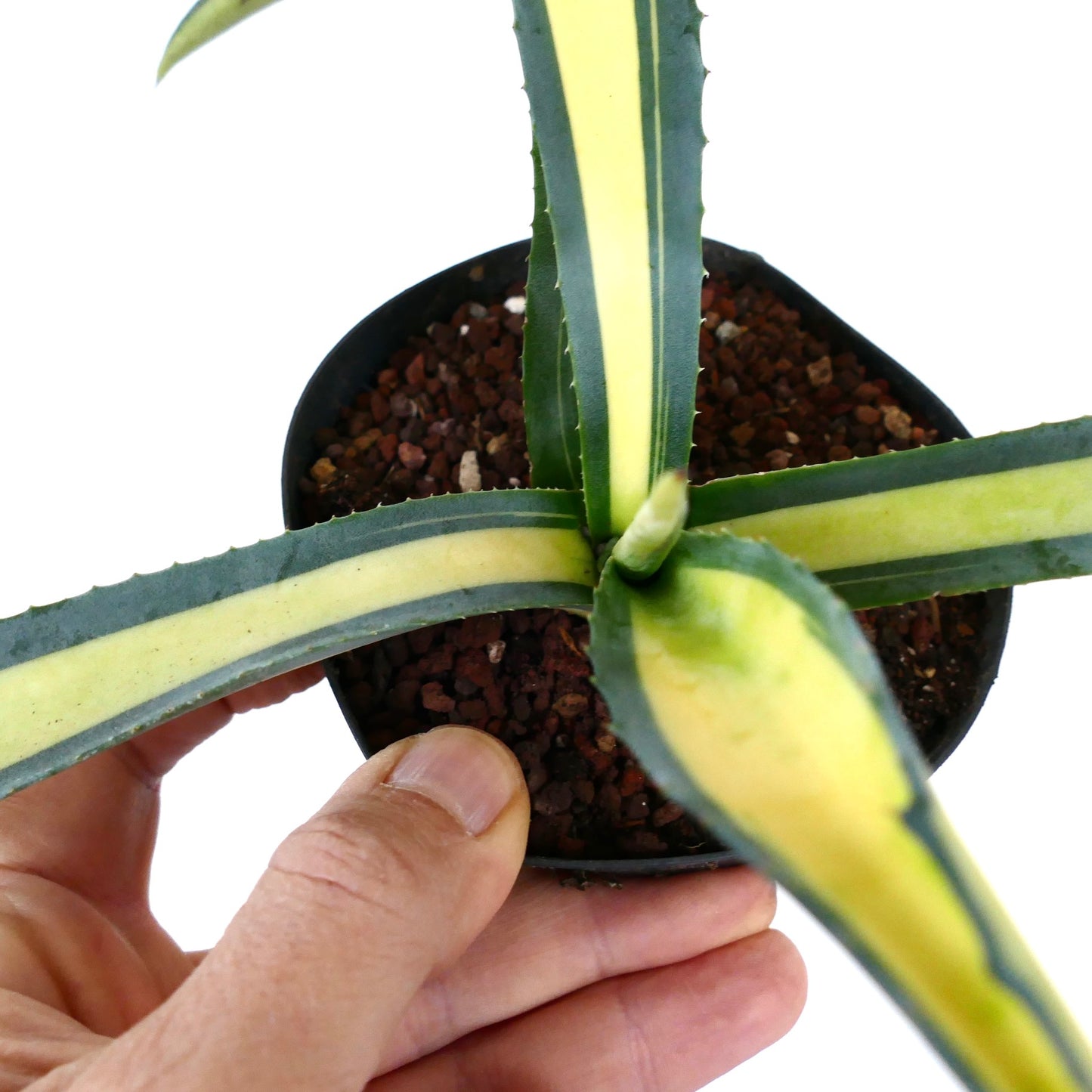 Agave americana MEDIOPICTA YELLOW VARIEGATED 184M
