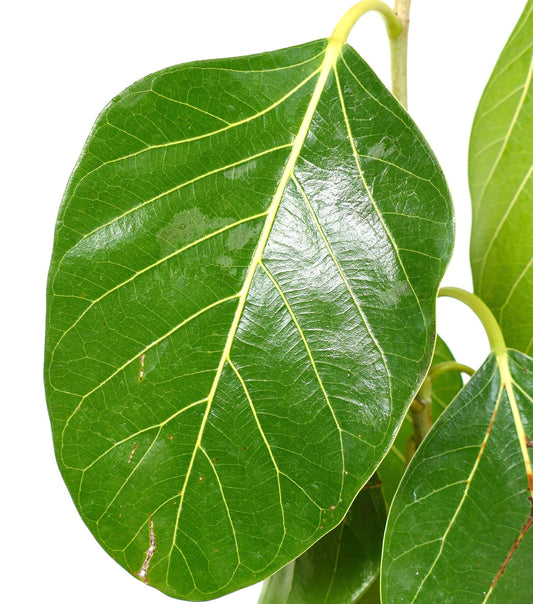 Ficus bengalensis glossy large green leaf with prominent yellow veins close-up