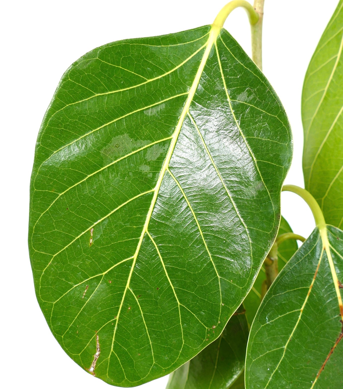 Ficus bengalensis glossy large green leaf with prominent yellow veins close-up