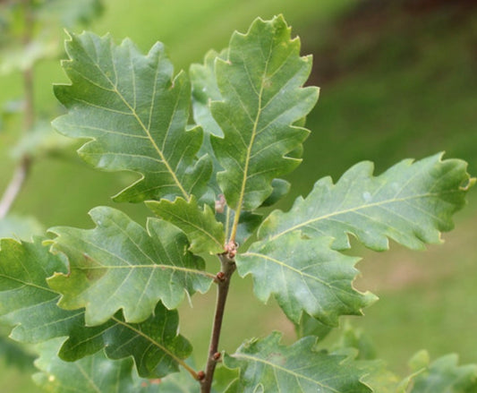 Quercus hartwissiana 15-20cm