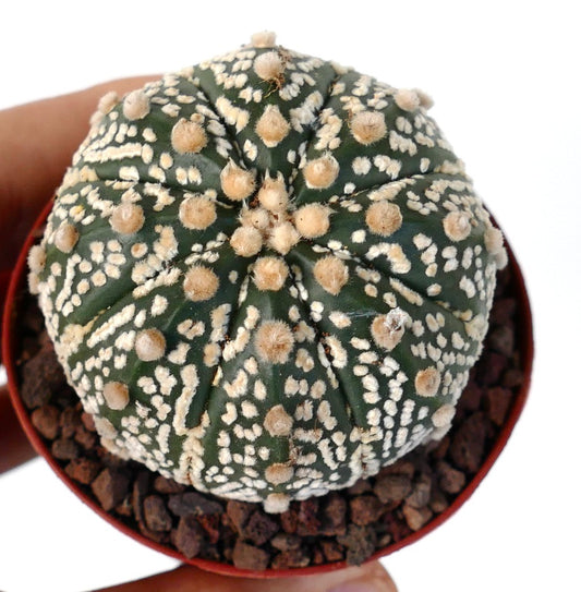 Astrophytum asterias small round cactus with white speckles and soft woolly areoles